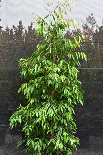 Waterhousea floribunda - Weeping Lilly Pilly